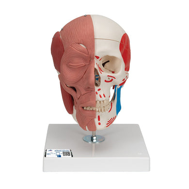 Skull Model with Face Musculature