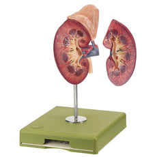 SOMSO Right Kidney and Adrenal Gland