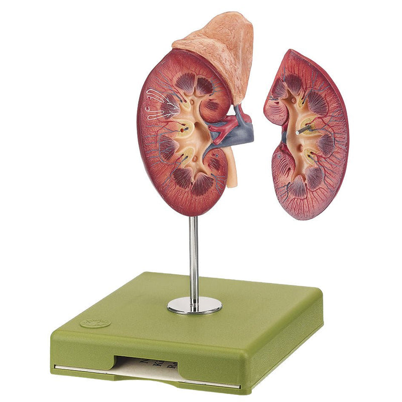 SOMSO Right Kidney and Adrenal Gland