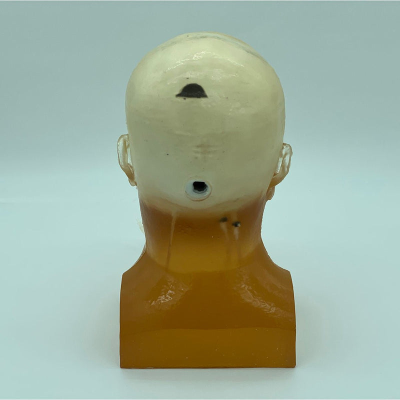 Standard Adult Head Phantom for X-Ray CT, Ultrasound and MRI