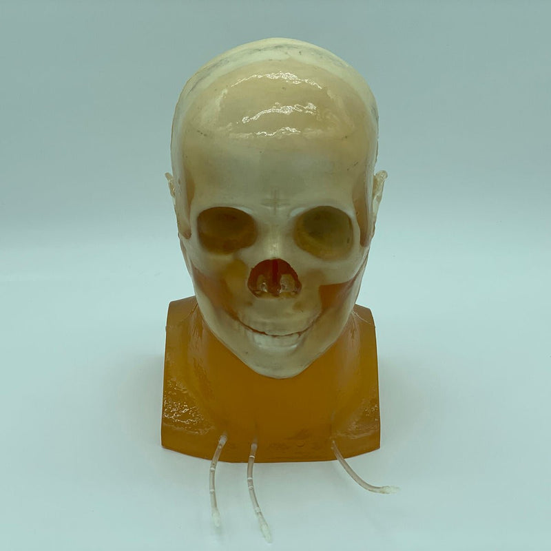 Standard Adult Head Phantom for X-Ray CT, Ultrasound and MRI