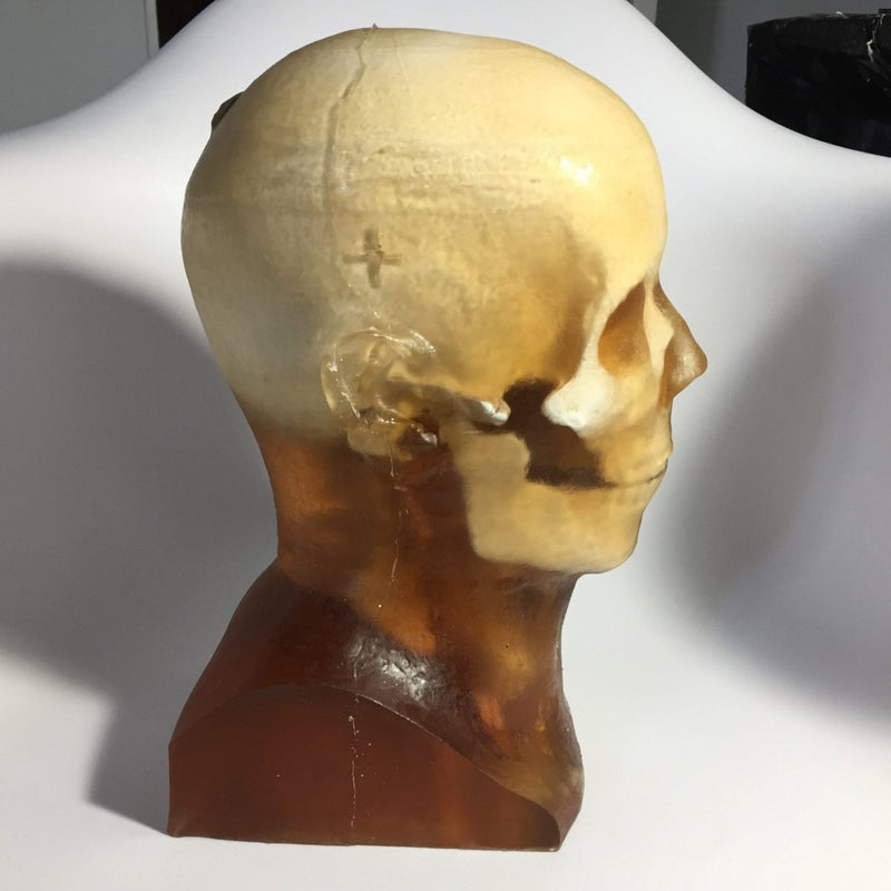 Training, V1 Adult Head Phantom for X-Ray CT, Ultrasound and MRI