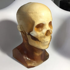 Training, V1 Adult Head Phantom for X-Ray CT, Ultrasound and MRI