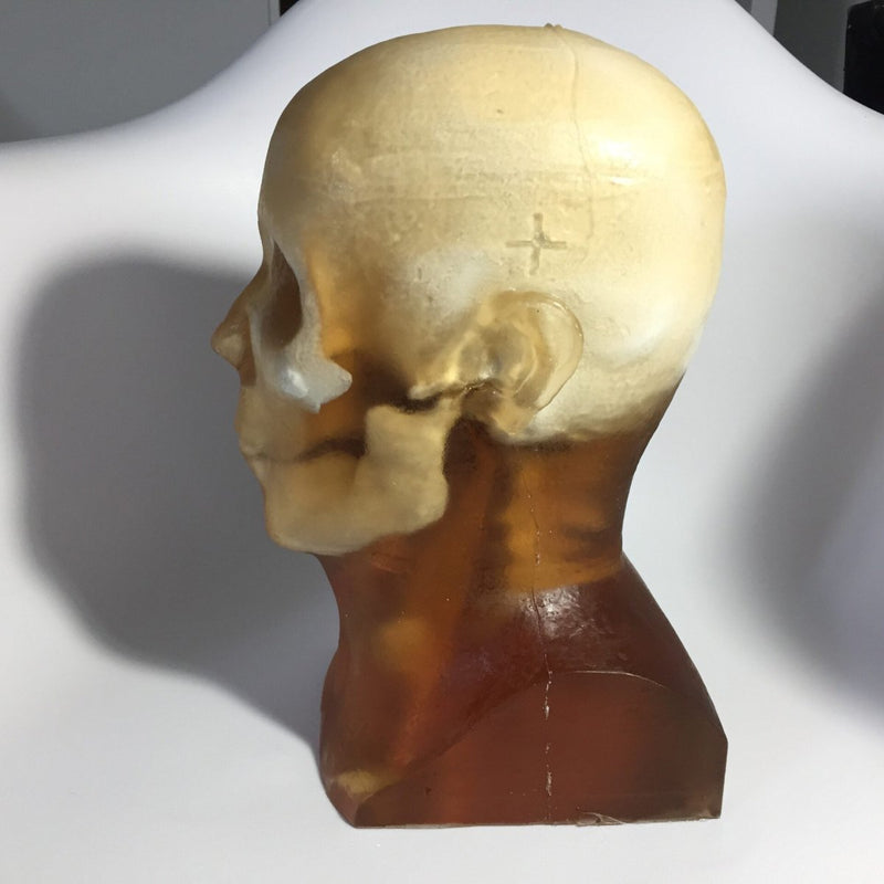 Training, V1 Adult Head Phantom for X-Ray CT, Ultrasound and MRI