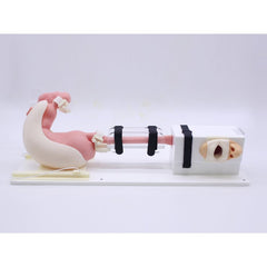 Upper Gastrointestinal Endoscopy Simulator, Basic