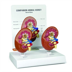 2-Piece Companion Animal Kidney