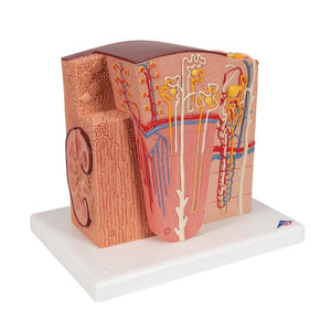 3B MICROanatomy Kidney Model