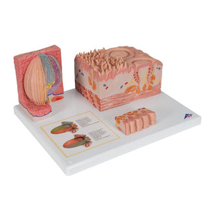 3B MICROanatomy™ Tongue Model