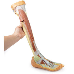 3D Printed Lower Limb - deep dissection Model