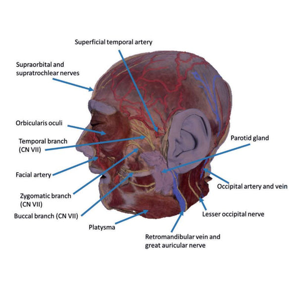 3D Printed Superficial Facial Nerves & Parotid Gland – GTSimulators.com