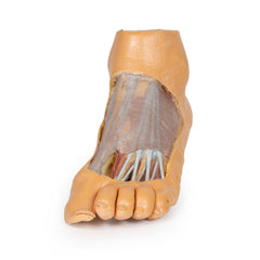 3D Printed Foot, Plantar surface and superficial dissection