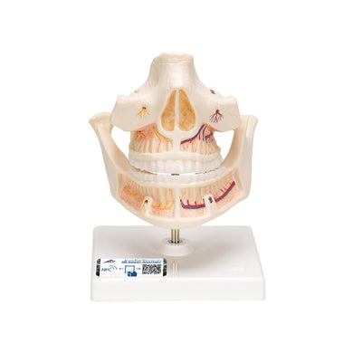 Adult Dentures - Lower Jaw Movable