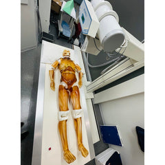 Adult Full Human Body Phantom for X-Ray, CT Scan and Ultrasound