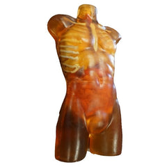 Adult Human Torso Phantom for X-Ray CT Imaging and MRI Training