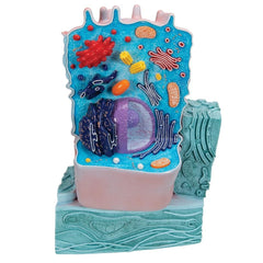 Animal Cell Model