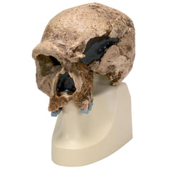 Replica Homo steinheimnensis Skull (Berkhemer, 1936)