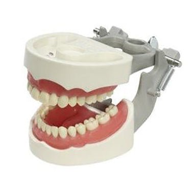 Dental Models | Teeth and Jaw Models | Anatomy Models – GTSimulators.com