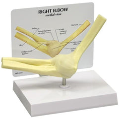 Basic Elbow Joint Model