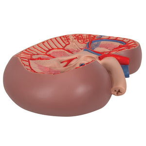 Basic Kidney Section Model, 3 times full-size