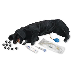 Basic Sanitary CPR Dog