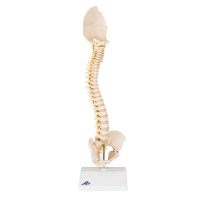 BONElike™ Child's Vertebral Column