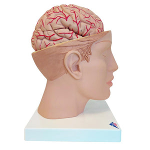 Brain with Arteries on Base of Head, 8 part