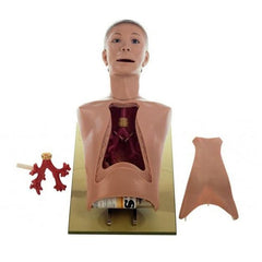 Bronchoscopy Model - Sick Boy with Healthy and Sicky Bronchial Tree