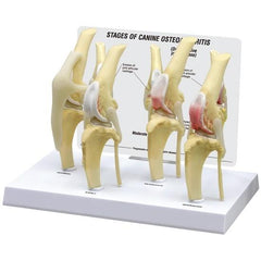 Canine 4-Stage Osteoarthritis Knee Model