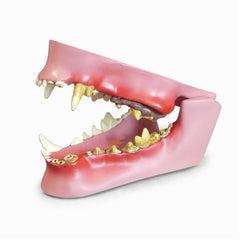 Canine Jaw Model - GPI Veterinary Model