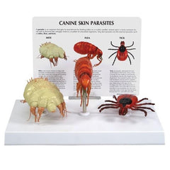 Canine Parasites Model