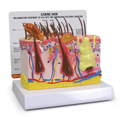 Canine Skin Model with Flea Bite Conditions