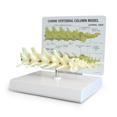 Canine Vertebral Column Model