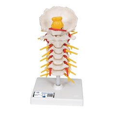 Cervical Spinal Column Model