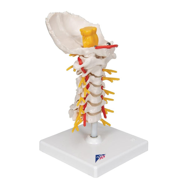 Cervical Spinal Column Model – GTSimulators.com