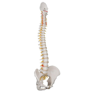 Classic Flexible Spine Model