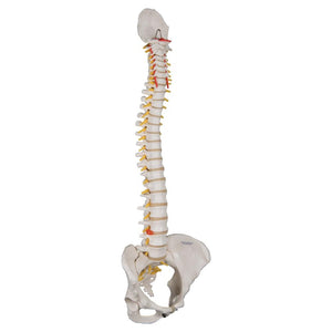 Classic Flexible Spine Model with Female Pelvis