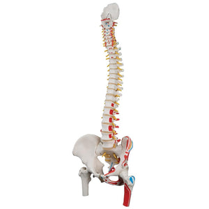 Classic Flexible Spine Model with femur heads and painted muscles