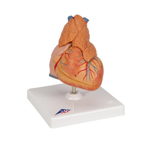 Classic Heart with Thymus, 3-part