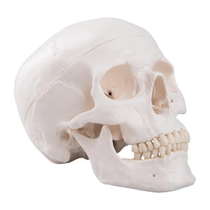 Classic Human Skull Model, 3 part