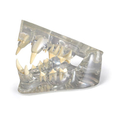 Clear Feline Jaw Model - Veterinary Model