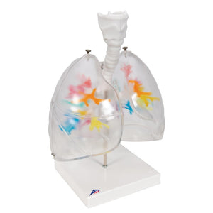 CT Bronchial Tree with Larynx and Transparent Lungs Model