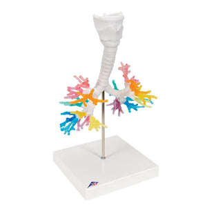 CT Bronchial Tree with Larynx Model