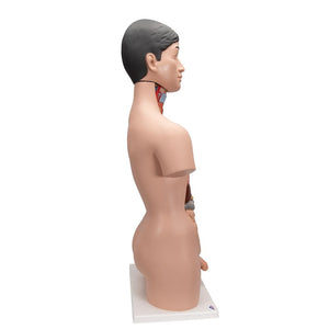 Deluxe Asian Dual Gender Torso, 18 part