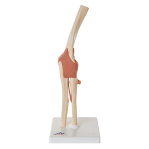 Deluxe Functional Elbow Joint Model