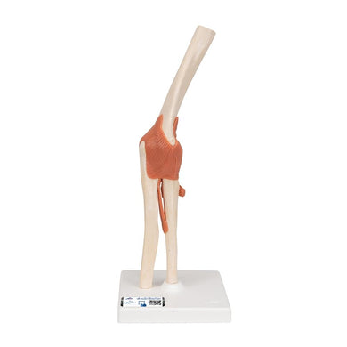 Deluxe Functional Elbow Joint Model