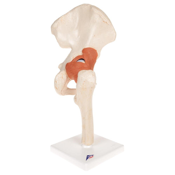 Deluxe Functional Hip Joint Model – GTSimulators.com