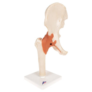 Deluxe Functional Hip Joint Model