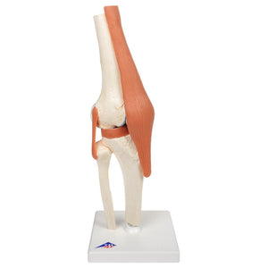 Deluxe Functional Knee Joint Model