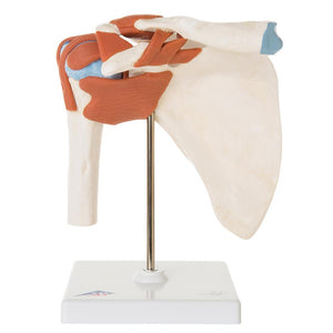 Deluxe Functional Shoulder Joint Model