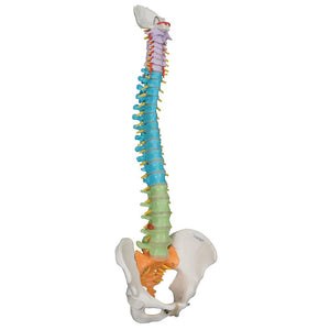 Didactic Flexible Spine Model